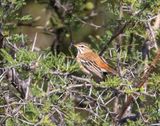 White-browed Scrub Robin