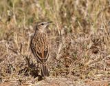 Short-clawed Lark