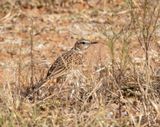 Short-clawed Lark