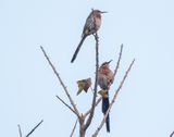 Gurneys Sugarbird