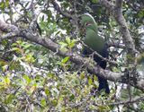 Knysna Turaco