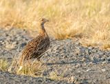 Grey-winged Francolin