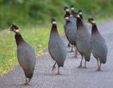 Southern Crested Guineafowl
