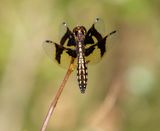 Lucia Widow - Palpopleura lucia