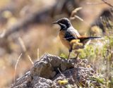 Drakensberg Rockjumper