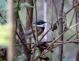 Cape Batis