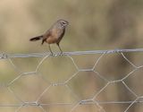 Karoo Scrub-Robin