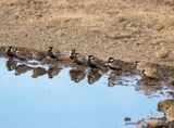 Grey-backed Sparrow-Lark