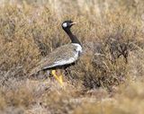 Northern Black Korhaan