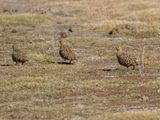 Namaqua Sandgrouse