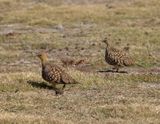 Namaqua Sandgrouse