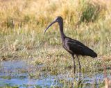 Glossy Ibis
