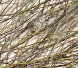 Karoo Prinia