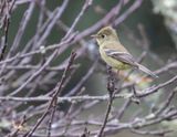 Pine Flycatcher
