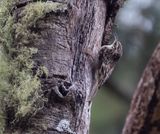 Brown Creeper