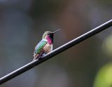 Bumblebee Hummingbird