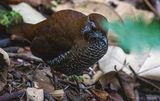 Barred Antthrush