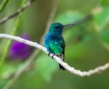 Shining-green Hummingbird