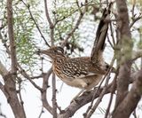 Greater Roadrunner