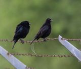 Bronzed Cowbird