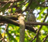 African Broadbill