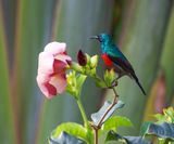 Ludwigs Double-collared Sunbird