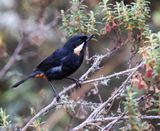 Moustached Flowerpiercer
