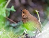 Chachapoyas Antpitta