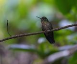 Tyrian Metaltail