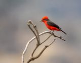 Vermilion Flycatcher