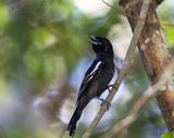 White-winged Becard