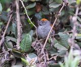 Apurimac Spinetail