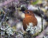 Puno Antpitta