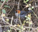 Apurimac Brushfinch