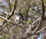 Apurimac Pygmy-Owl