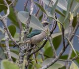Green-capped Tanager