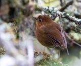 Puno Antpitta