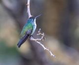 White-bellied Hummingbird
