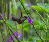 Speckled Hummingbird