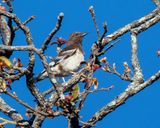 Aztec Thrush