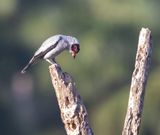 Masked Tityra