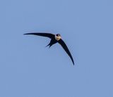Great Swallow-tailed Swift