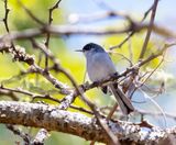 Black-capped Gnatcatcher