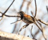 Black-chested Sparrow