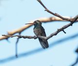 Broad-billed Hummingbird