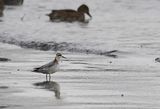 Grey Phalarope ( Brednbbad simsnppa ) Phalaropus fulicarius - PB220215.jpg