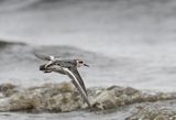 Grey Phalarope ( Brednbbad simsnppa ) Phalaropus fulicarius  - PB220911.jpg