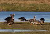 Lesser White-fronted Goose ( Fjllgs ) Anser erythropus - P3280056.jpg