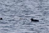 Stejnegers Scoter ( Sibirisk knlsvrta )  Melanitta stejnegeri - P4150029.jpg