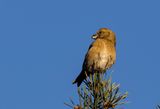 P1064408.Parrot Crossbill ( Strre korsnbb ) Loxia pytyopsittacus - 